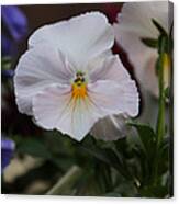 Viola Tricolor Heartsease #13 Canvas Print