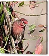 House Finch #132 Canvas Print