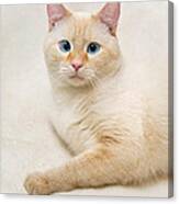 Flame Point Siamese Cat #14 Canvas Print