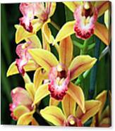 Orchids #18 Canvas Print