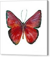 16 Mesene Rubella Butterfly Canvas Print