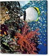 Coral Reef Scenery #17 Canvas Print