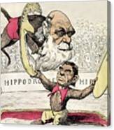 1878 Darwin As A Circus Monkey By Gill Canvas Print