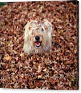 1990s Dog Covered In Leaves Canvas Print