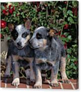 1990s Two Australian Cattle Dog Puppies Canvas Print