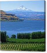 1a4525 Mt Hood Columbia River And Vineyards Canvas Print