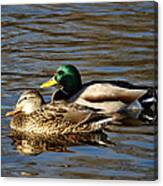 A Pair Of Mallard Ducks #2 Canvas Print