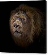 African Lion #2 Canvas Print