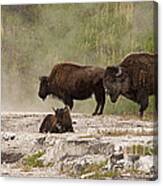 American Bison In Yellowstone #2 Canvas Print