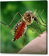 Asian Tiger Mosquito #2 Canvas Print