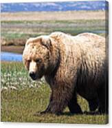 Bear In Hallo Bay In Katmai National Park Alaska #2 Canvas Print