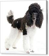 Black And White Poodle #2 Canvas Print