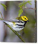 Black Throated Green Warbler #3 Canvas Print