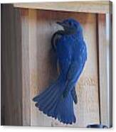 Bluebird Of Happiness Canvas Print