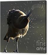 Boat Tailed Grackle #1 Canvas Print