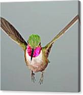 Broadtail Hummingbird Visualized #2 Canvas Print