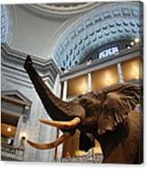 Bull Elephant In Natural History Rotunda Canvas Print