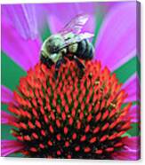 Bumblebee On Flower Canvas Print