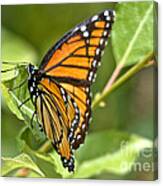 Busy Butterfly #2 Canvas Print