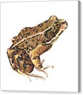 California Red-legged Frog Canvas Print