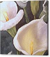 Calla Lilies  #2 Canvas Print