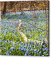 Carpet Of Blue Flowers In Spring Forest 1 Canvas Print