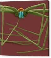 Cellar Spider (physocyclus Mexicanus) #2 Canvas Print