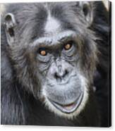 Chimpanzee Portrait Ol Pejeta #2 Canvas Print