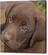 Chocolate Labrador Retriever Puppy #2 Canvas Print