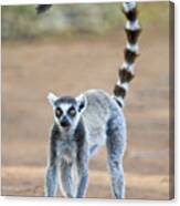 Close-up Of A Ring-tailed Lemur Lemur #2 Canvas Print