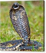 Close-up Of An Egyptian Cobra Heloderma #2 Canvas Print