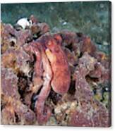 Common Octopus #2 Canvas Print