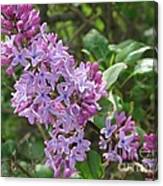 Common Purple Lilac #1 Canvas Print