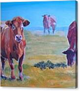Cows #5 Canvas Print