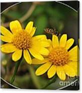 Dahlberg Daisy Named Gold Carpet #2 Canvas Print