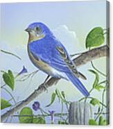 Eastern Bluebird #2 Canvas Print