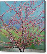 Eastern Redbud Tree #2 Canvas Print