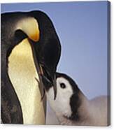 Emperor Penguin Feeding Chick Antarctica #2 Canvas Print