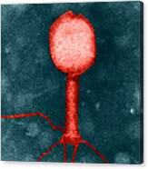 Enterobacteria Phage T2 #2 Canvas Print