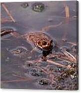 European Common Brown Frog #2 Canvas Print