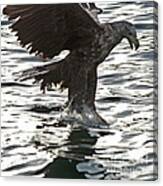European Fishing Sea Eagle 3 Canvas Print