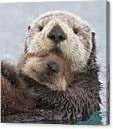 Female Sea Otter Holding Newborn Pup #2 Canvas Print