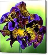 Frilly Pansy Canvas Print