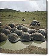 Galapagos Giant Tortoises Wallowing #2 Canvas Print