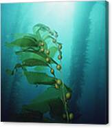 Giant Kelp Macrocystis Pyrifera Forest #1 Canvas Print