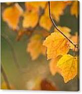Golden Fall Leaves Canvas Print