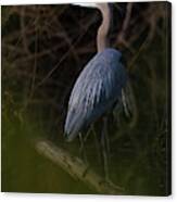 Great Blue Heron (ardea Herodias #2 Canvas Print