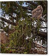 Great Horned Owl At Mammoth #2 Canvas Print