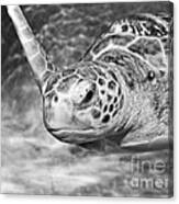 Green Sea Turtle. #2 Canvas Print