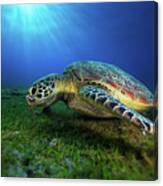 Green Turtle #2 Canvas Print